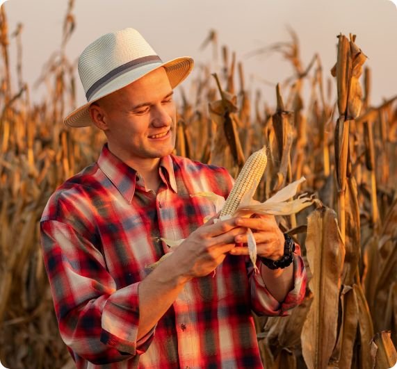 male wearing flannel shirt picking corn beautiful cornfield sunset (1)