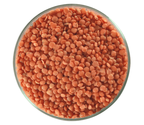 lentilha vermelha em grãos